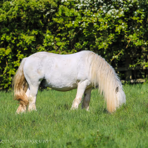 Multicultural immersion journey