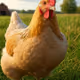 SomniaX Chicken