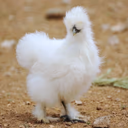 WhiteChikens #2