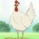 chicken mdrchod