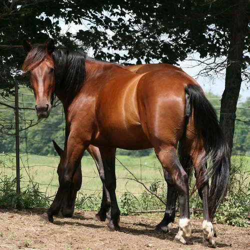 Community service abroad