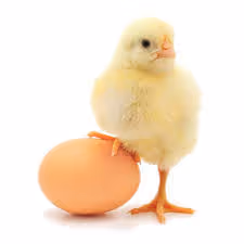 fdgfdg