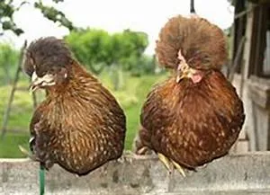 Samurai warriors honor