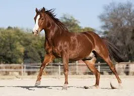 Somnia Horse