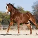 Somnia Horse