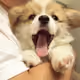 DHFTJ