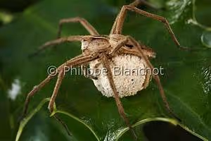 Whitewater rafting adventures
