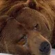 SOMBEAR