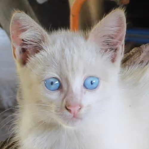 Desert oasis retreats