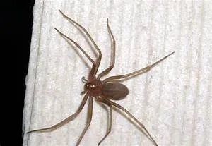 Dance and music workshops