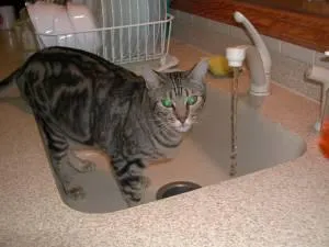 Visionary leadership skills