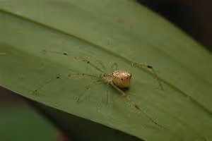 Culinary skills honed