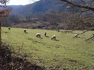 Treehouse accommodation stays