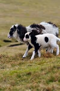 Global challenges tackled