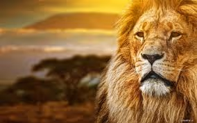 Health optimization strategies