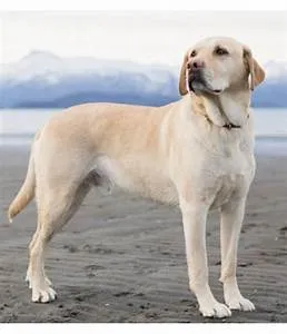 Living with local families