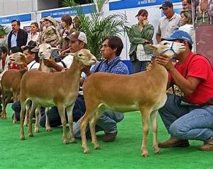 Language learning vacations