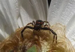 Inner peace practices