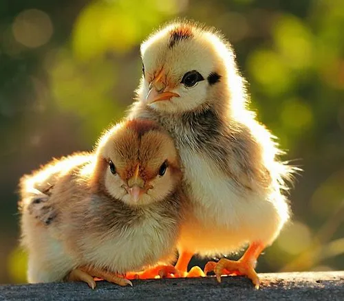 CHICK