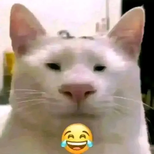 koceng 