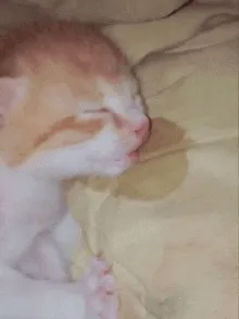 meowxd