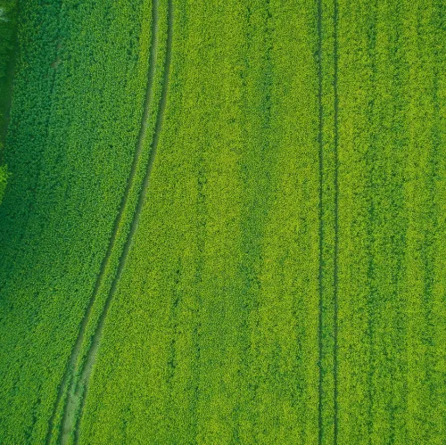 grass