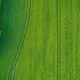 grass