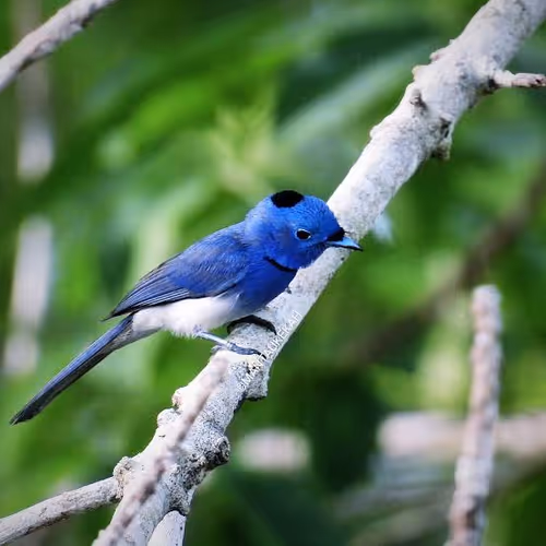 BURUNG