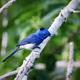 BURUNG