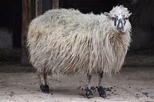 Health optimization strategies