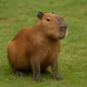 Capybara