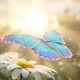 Somibutterfly