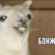 ghghgghh