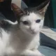 Sigma cat