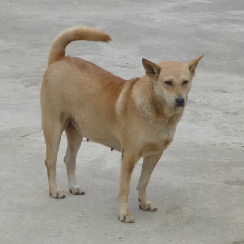 concho