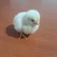 Chipa