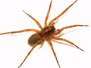 Fluency through immersion