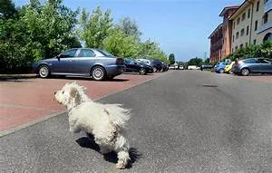 Treehouse accommodation stays