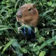 Capyhiro
