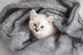 qwdefwr