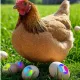 ChickSom