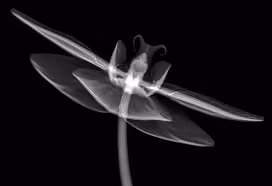 xraystyle