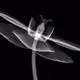 xraystyle