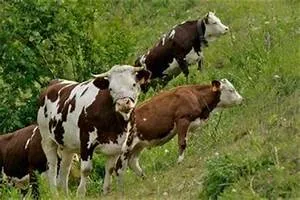 Savannah wildlife encounters