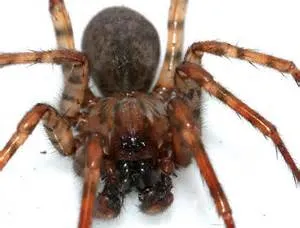 Ancient martial arts mastery