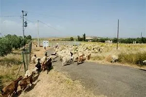 Motorcycle road trips