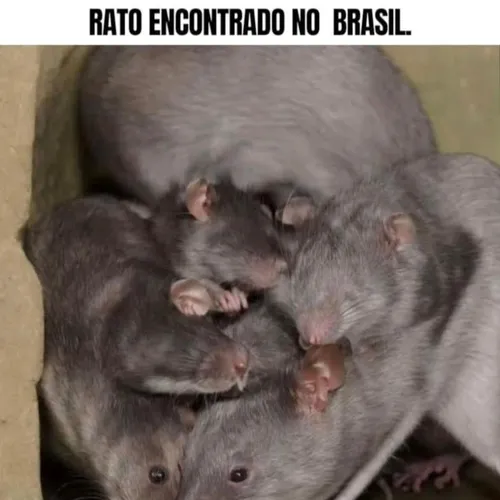 rat