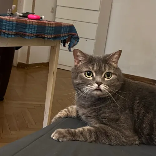 cat