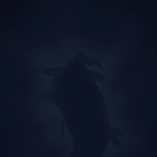 Zz