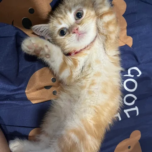 babyipa